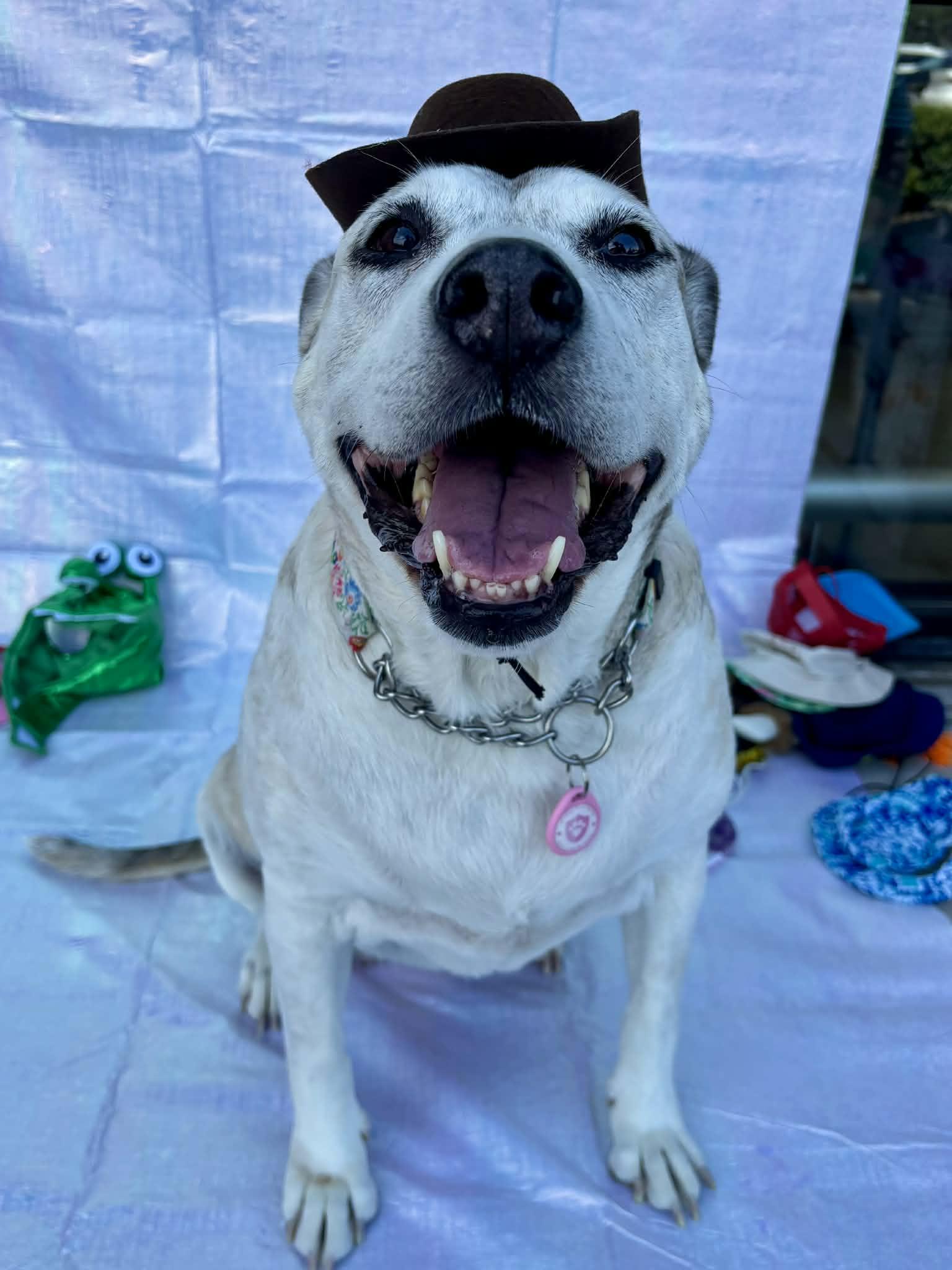 Enlarge Sheila, a Adoptable mixed breed in Benbrook, TX image 6/6