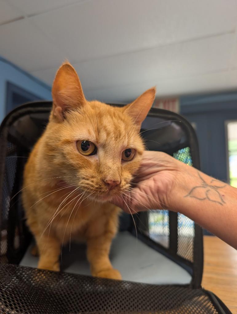 Enlarge Cheeto, a Adoptable Tiger in Sidney, NY image 1/1