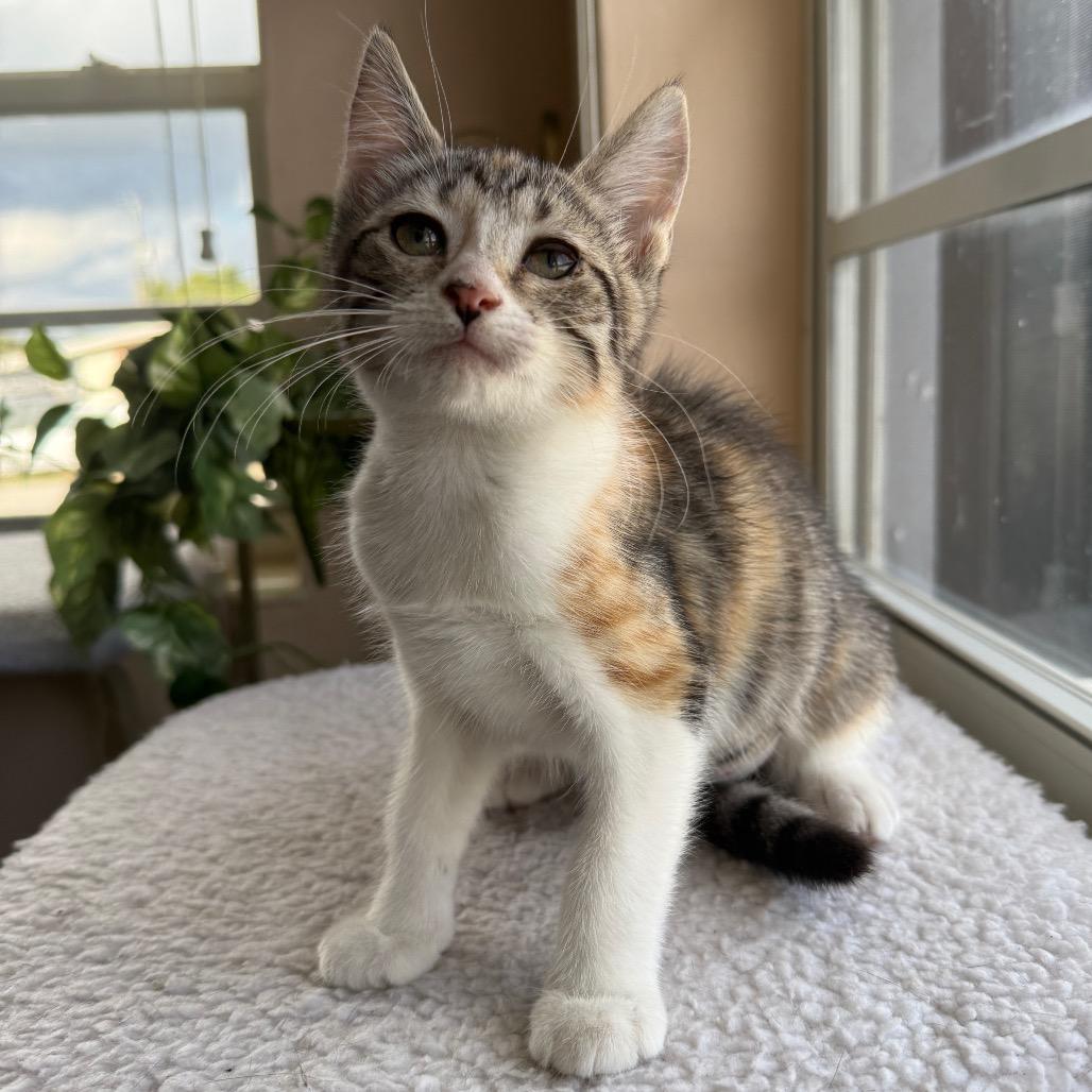 Enlarge Palatte, an adopted Calico in Hollywood, FL image 1/4