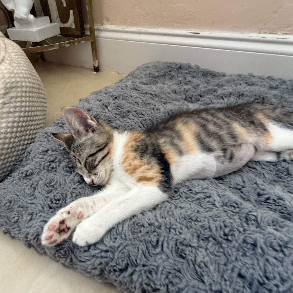 Enlarge Palatte, an adopted Calico in Hollywood, FL image 3/4