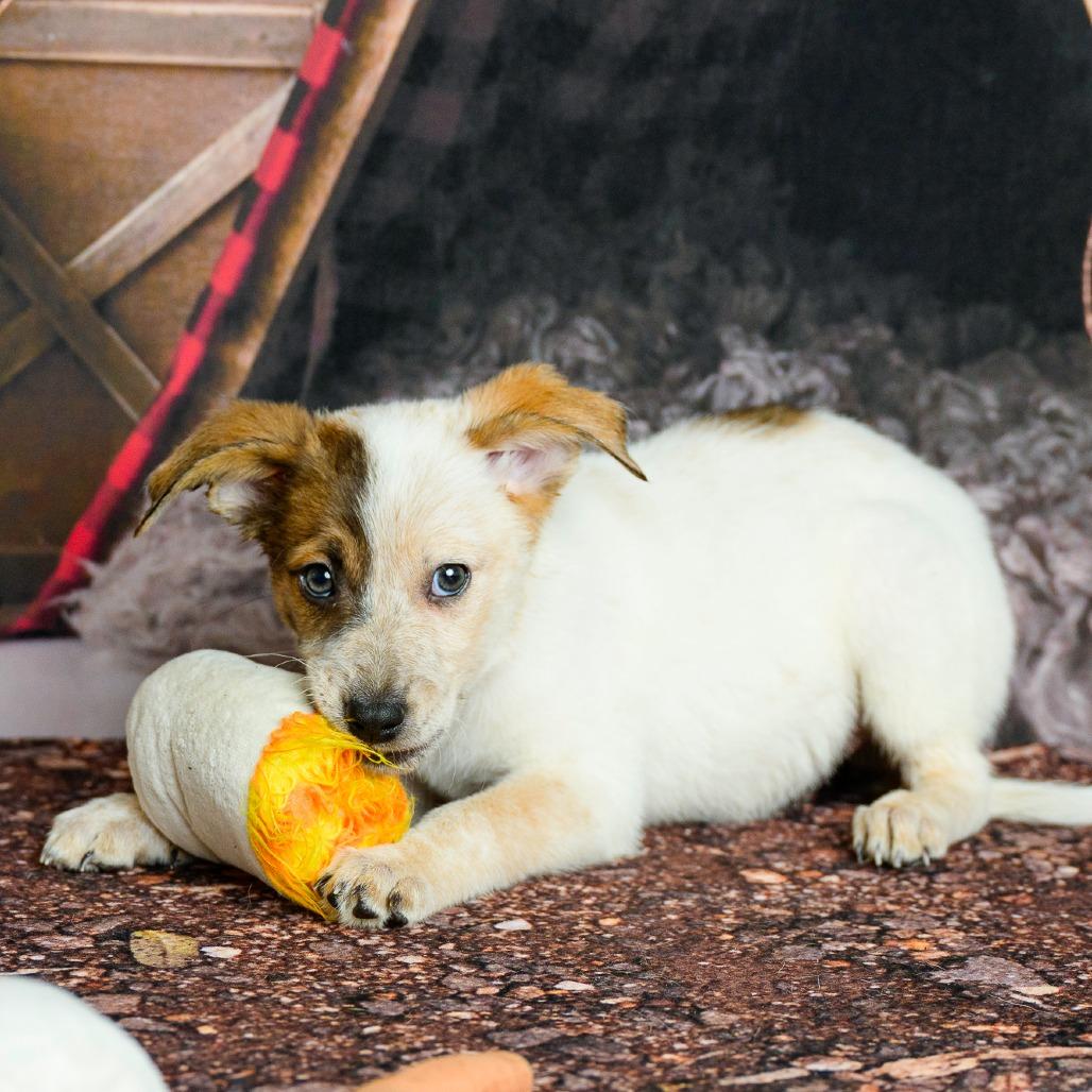 Enlarge 15 (2026) S'more, a Adoptable Cattle Dog in Parker, CO image 1/6
