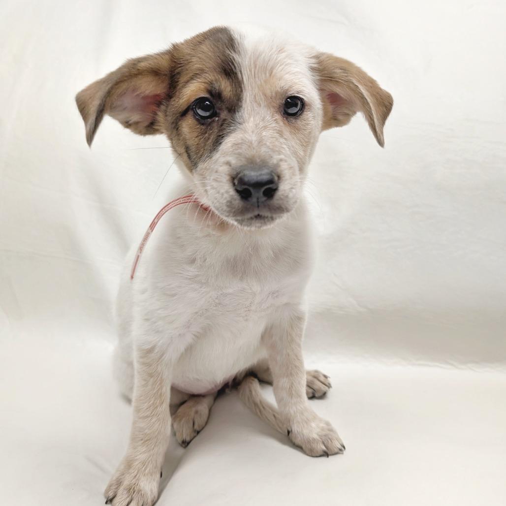 15 (2026), Adoptable, Puppy Female Cattle Dog.