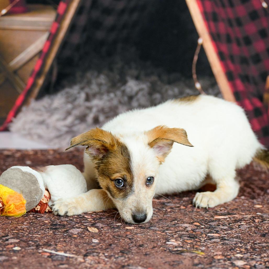 Enlarge 15 (2026) S'more, a Adoptable Cattle Dog in Parker, CO image 4/6