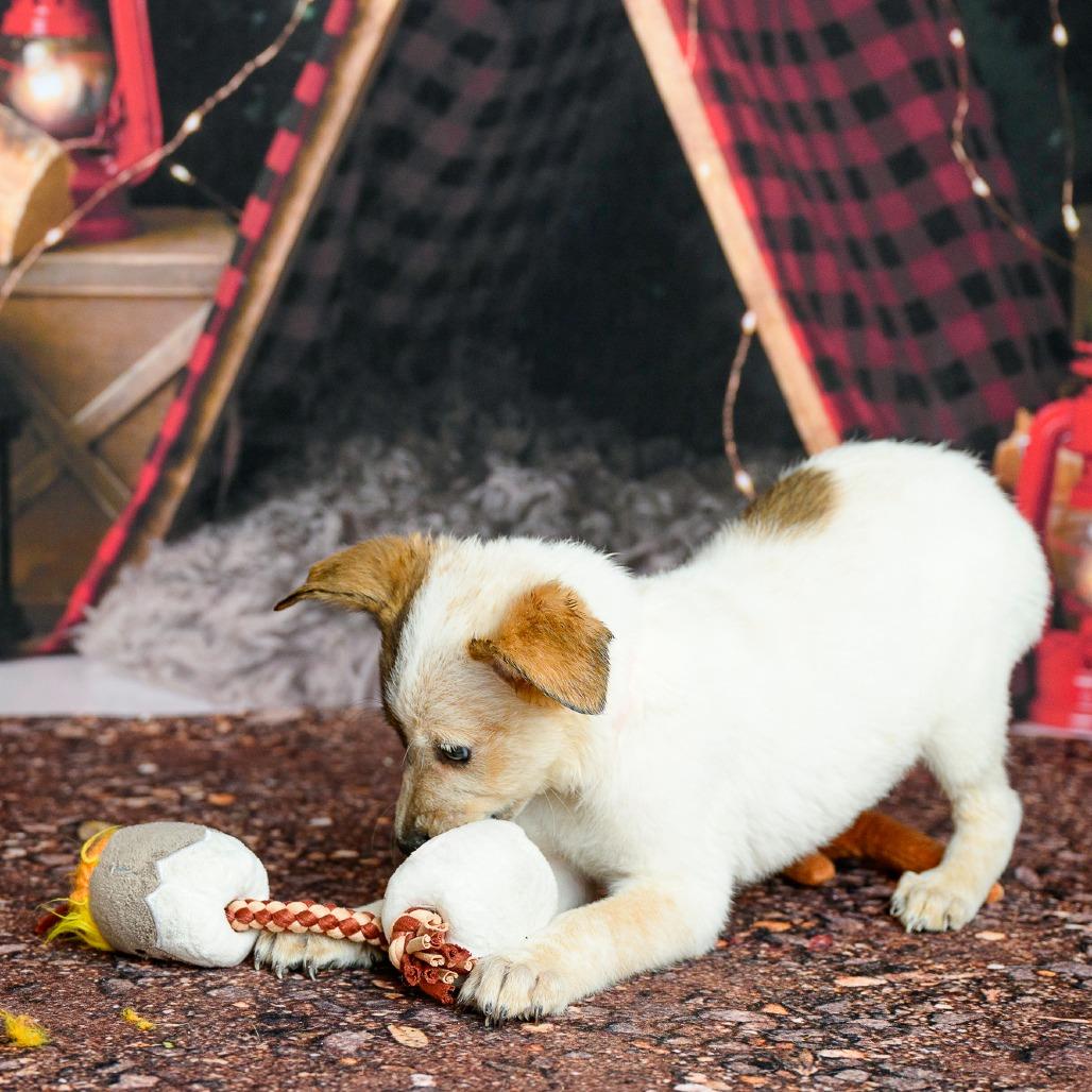 Enlarge 15 (2026) S'more, a Adoptable Cattle Dog in Parker, CO image 6/6