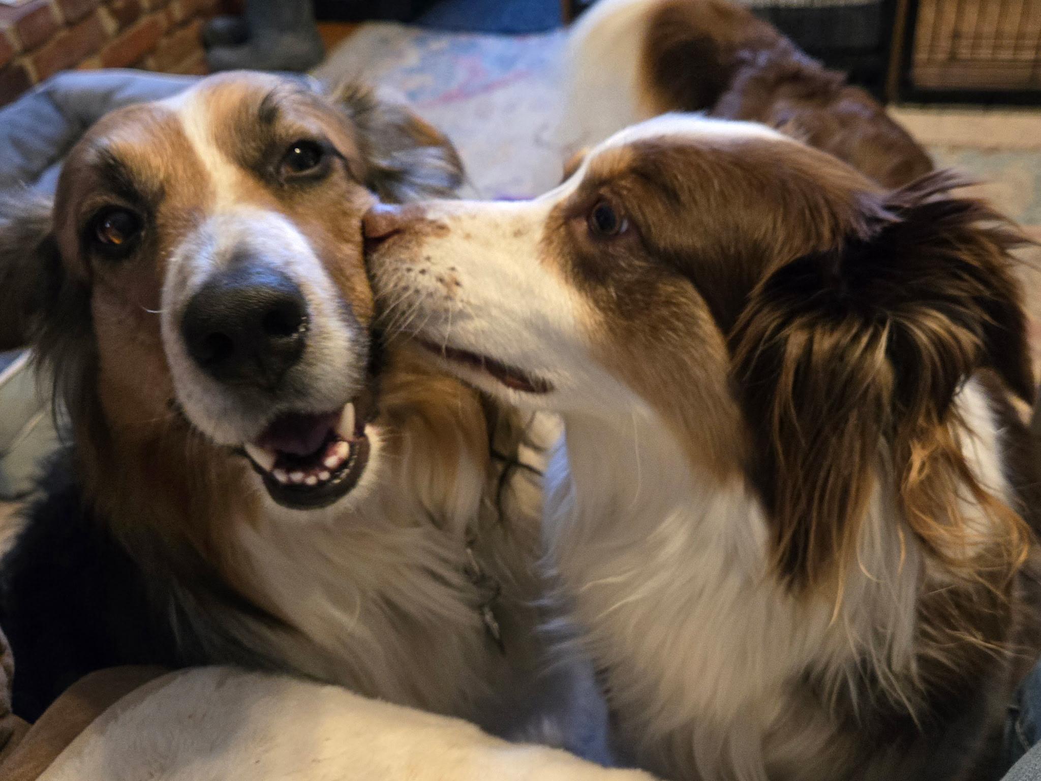 Odie, a ADOPTABLE Australian Shepherd in Alexandria, VA image 5/6