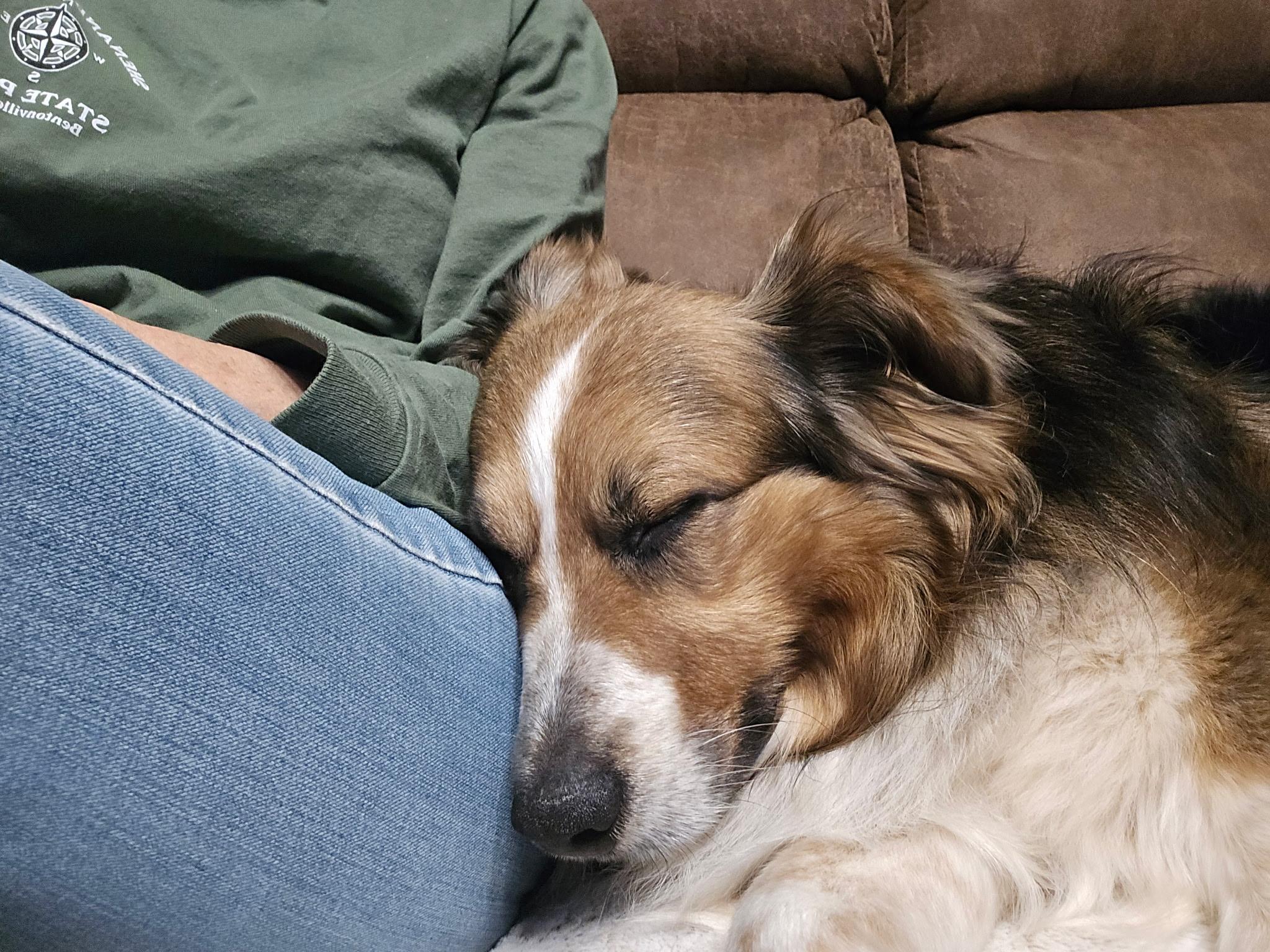 Enlarge Odie, a ADOPTABLE Australian Shepherd in Alexandria, VA image 3/4