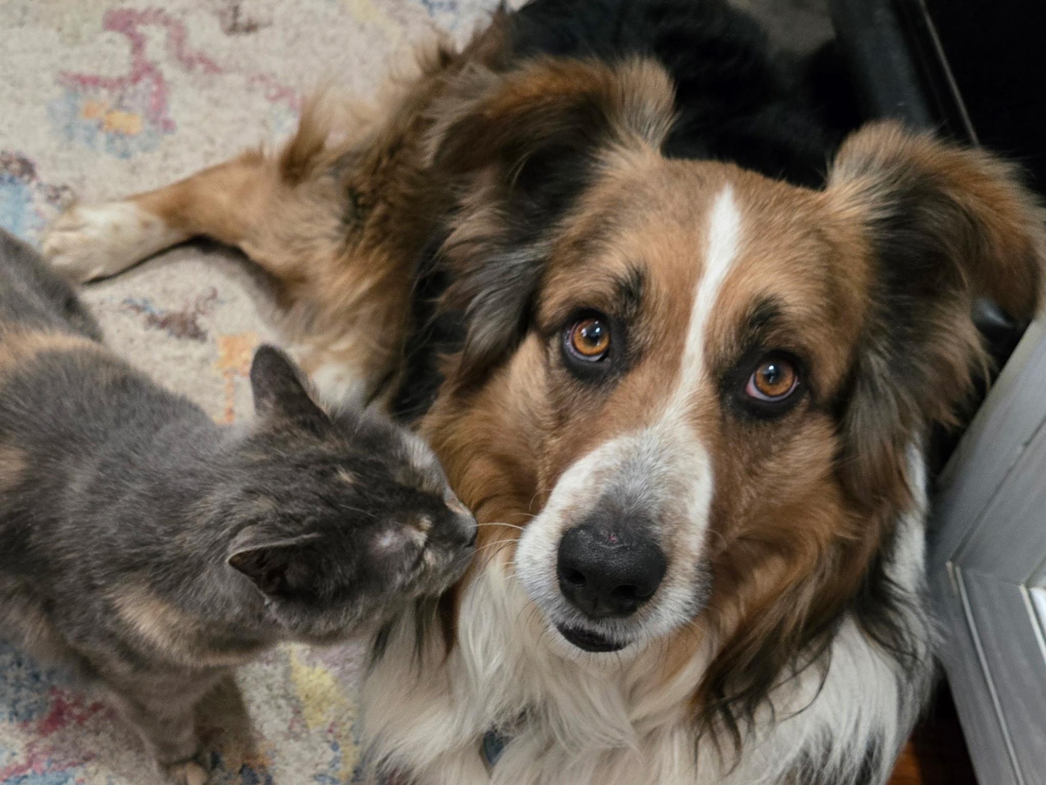 Enlarge Odie, a ADOPTABLE Australian Shepherd in Alexandria, VA image 2/4