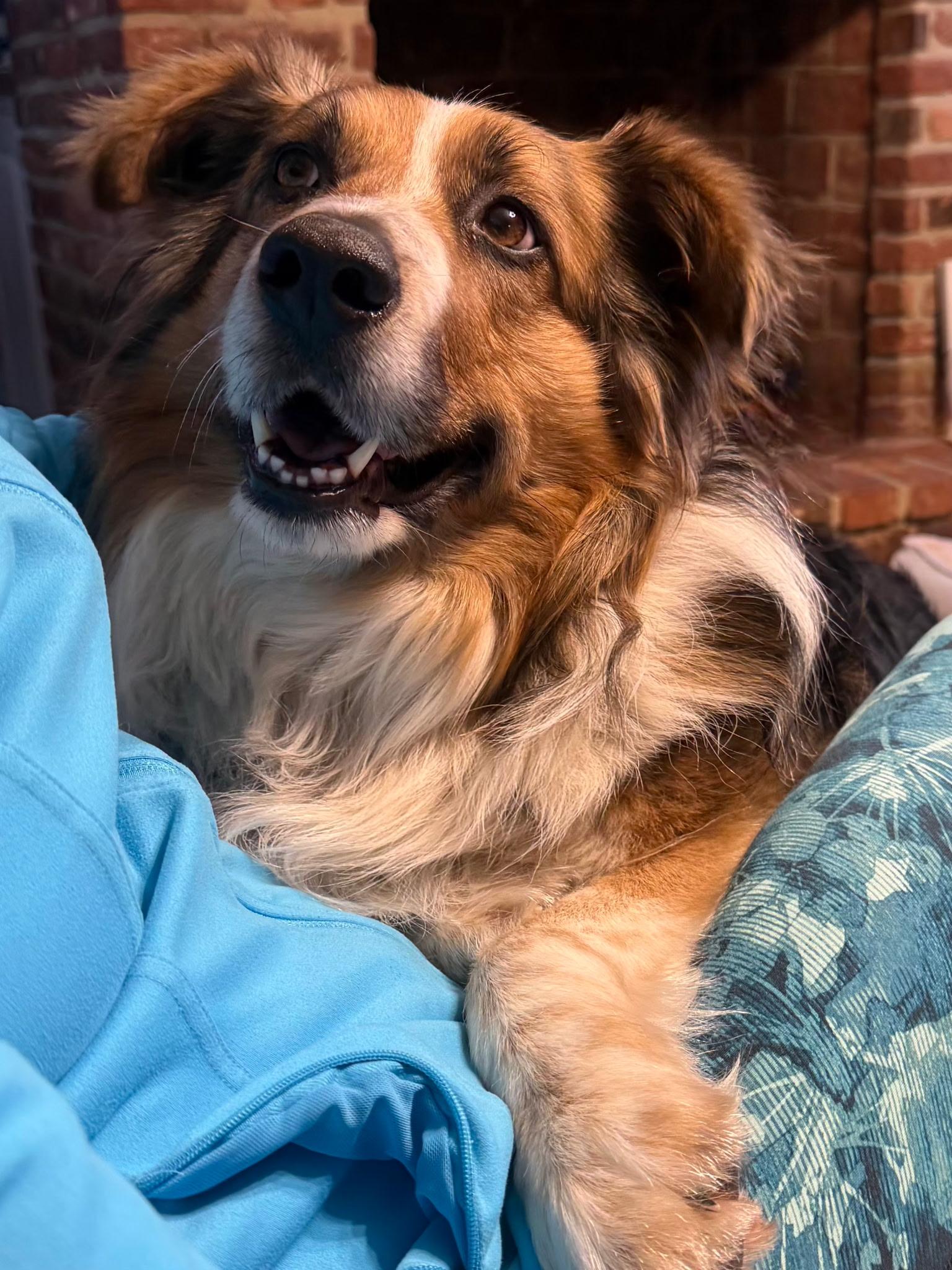Odie, ADOPTABLE, Adult Male Australian Shepherd.