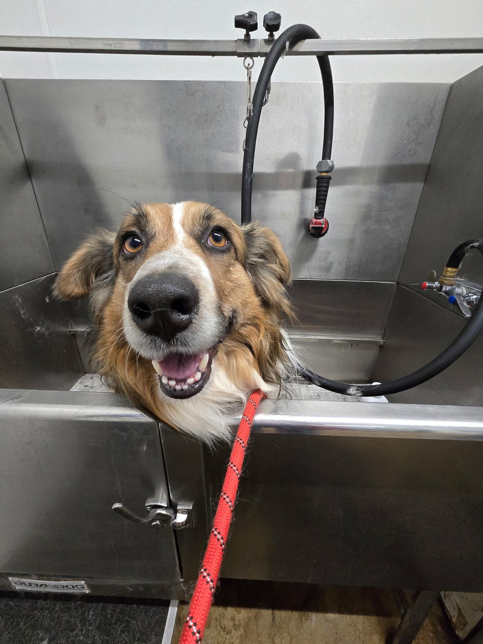 Enlarge Odie, a ADOPTABLE Australian Shepherd in Alexandria, VA image 4/4