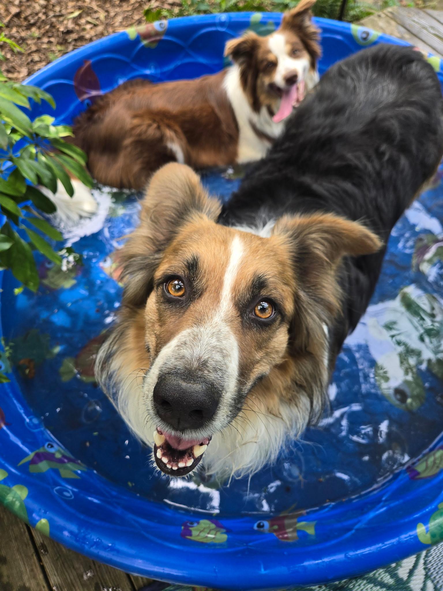 Odie, a ADOPTABLE Australian Shepherd in Alexandria, VA image 3/6