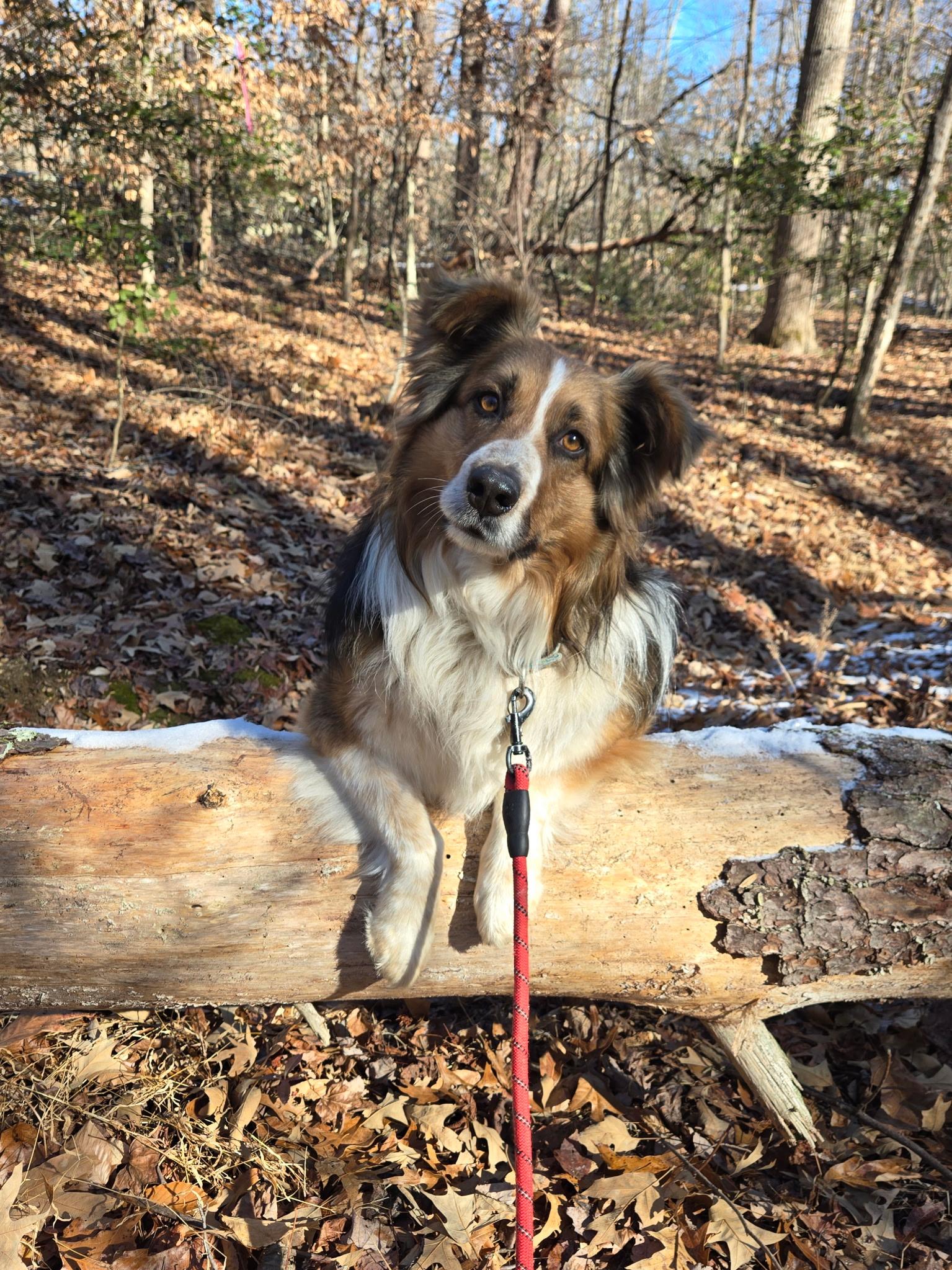 Odie, ADOPTABLE, Adult Male Australian Shepherd.