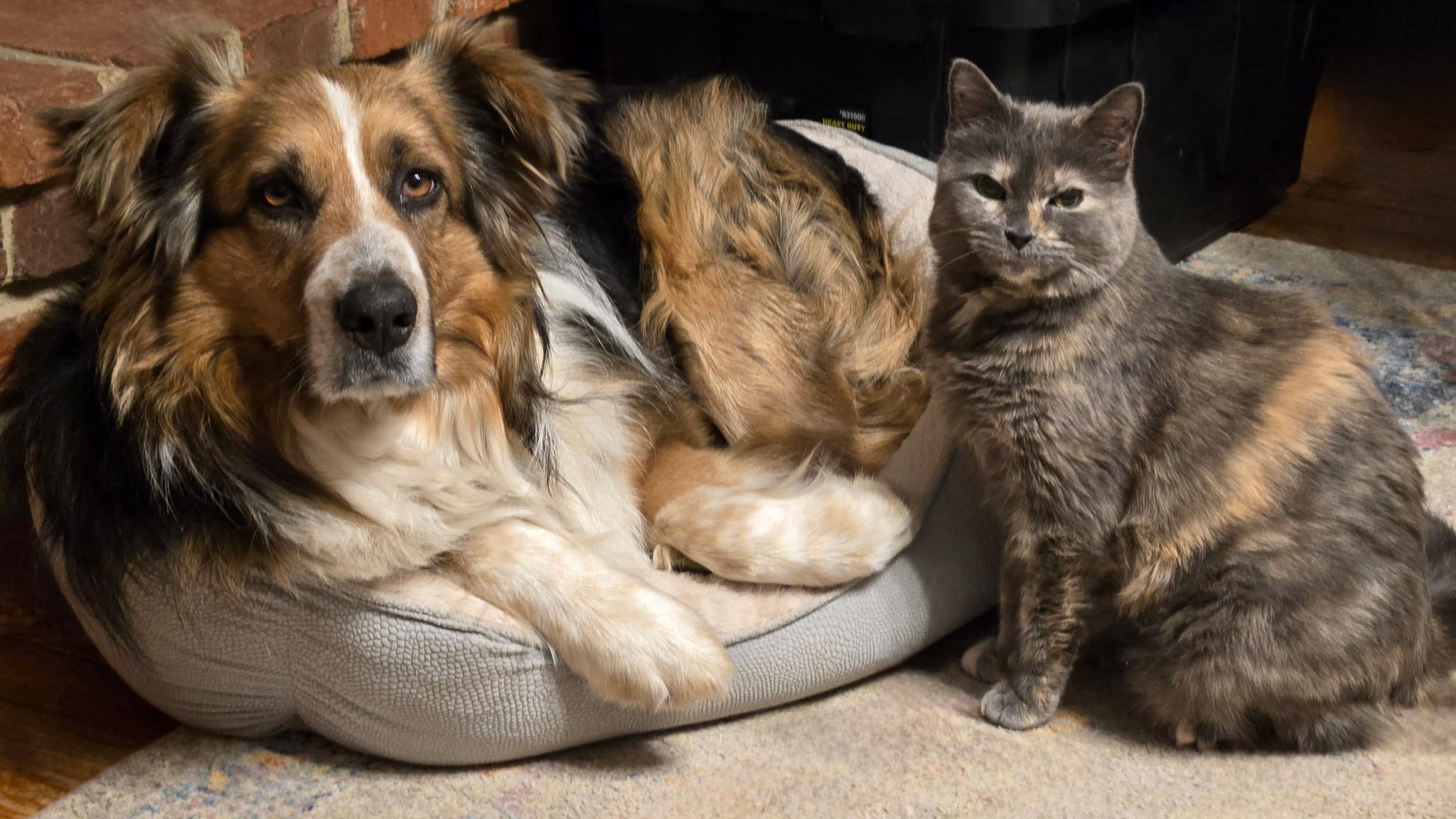 Odie, a ADOPTABLE Australian Shepherd in Alexandria, VA image 4/6
