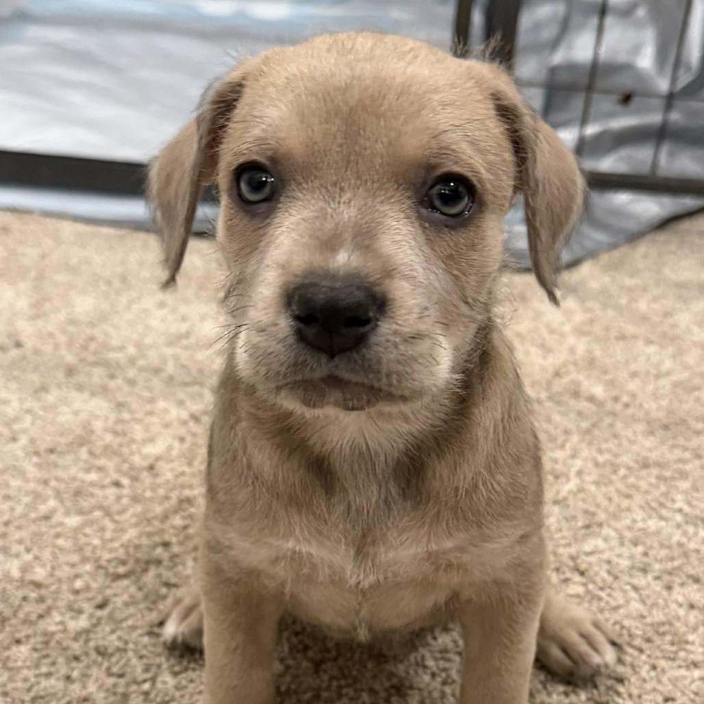 Enlarge Tally, a Adoptable mixed breed in Bowie, TX image 1/1