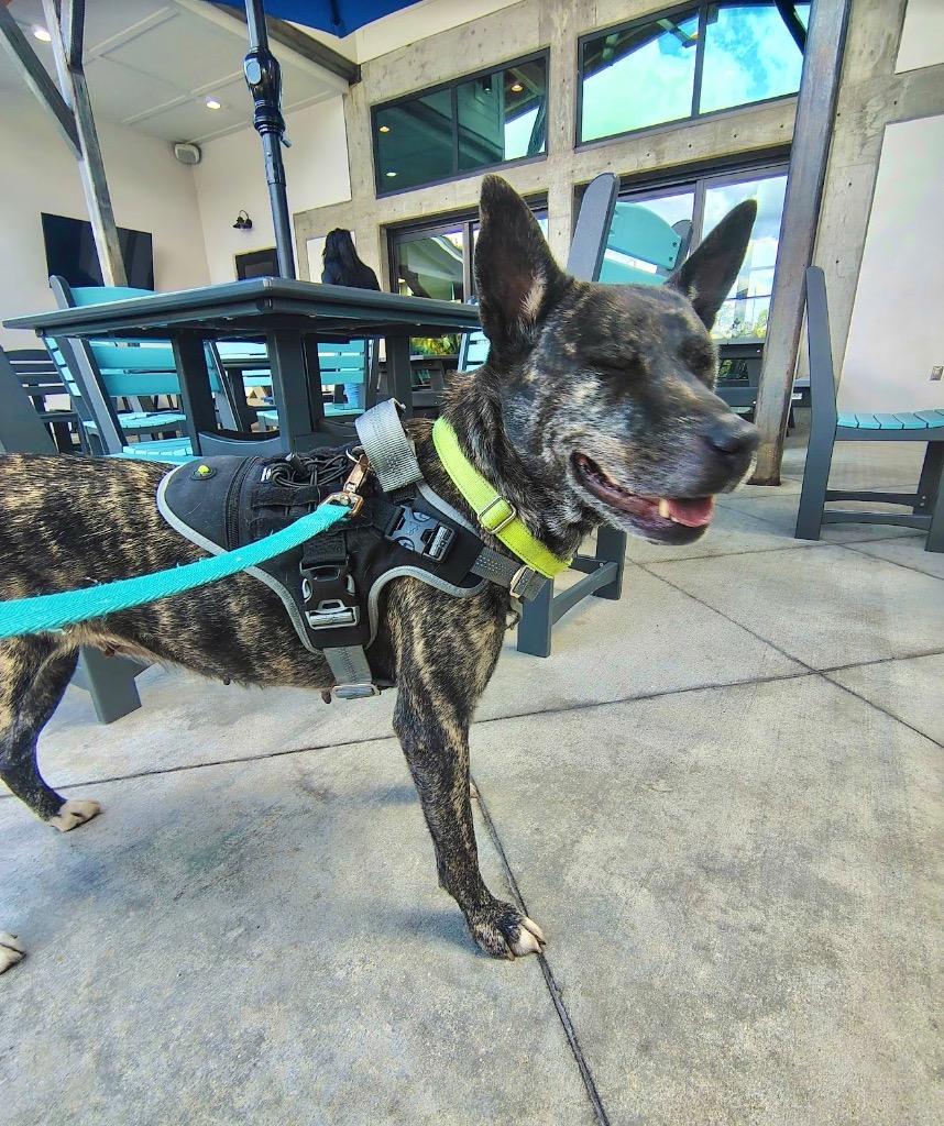 Coco (Yo-Yo), Adoptable, Young Female Cattle Dog & Mixed Breed.
