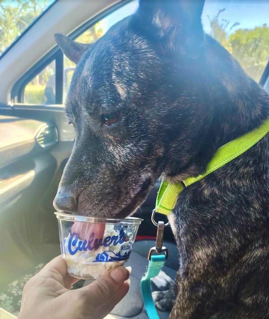 Coco (Yo-Yo), a Adoptable mixed breed in Labelle, FL image 2/6