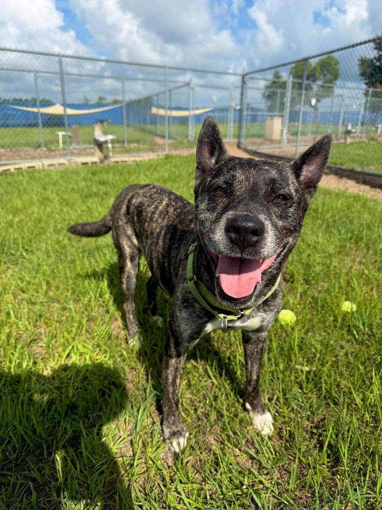 Coco (Yo-Yo), a Adoptable mixed breed in Labelle, FL image 4/6