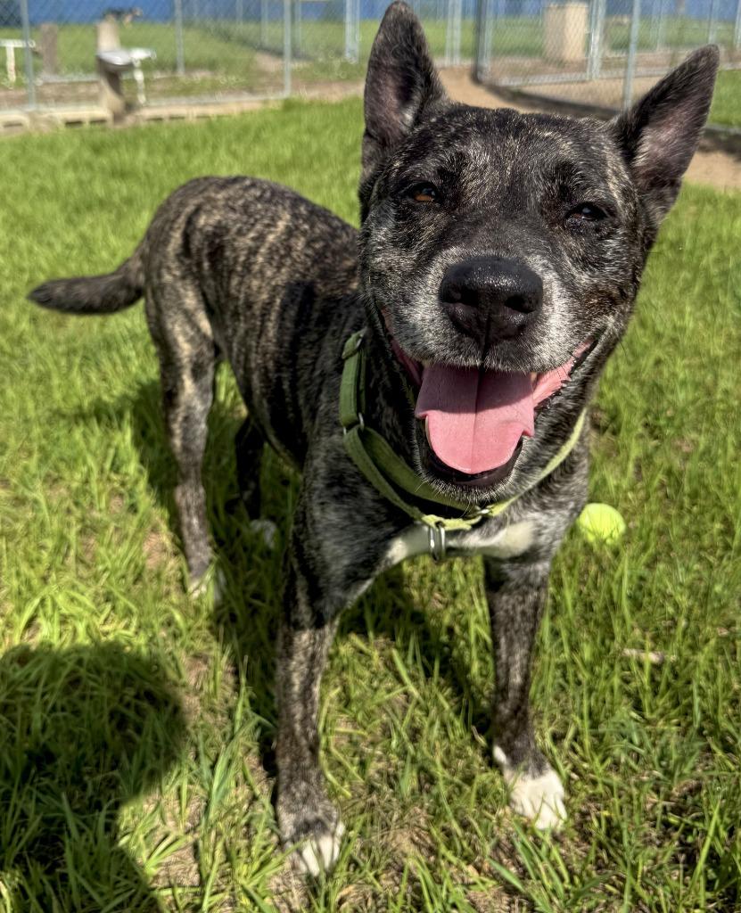 Coco (Yo-Yo), a Adoptable mixed breed in Labelle, FL image 5/6