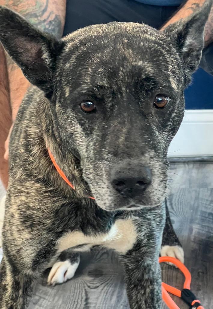 Enlarge Coco (Yo-Yo), a Adoptable mixed breed in Labelle, FL image 1/1