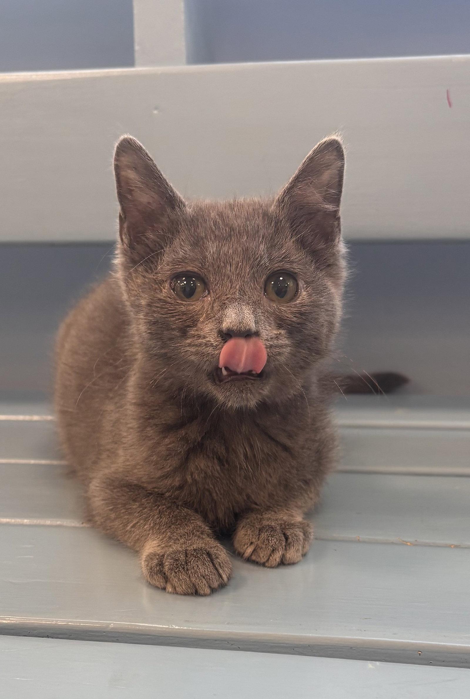 Eustace, Adopted, Kitten Male Russian Blue & Domestic Short Hair.