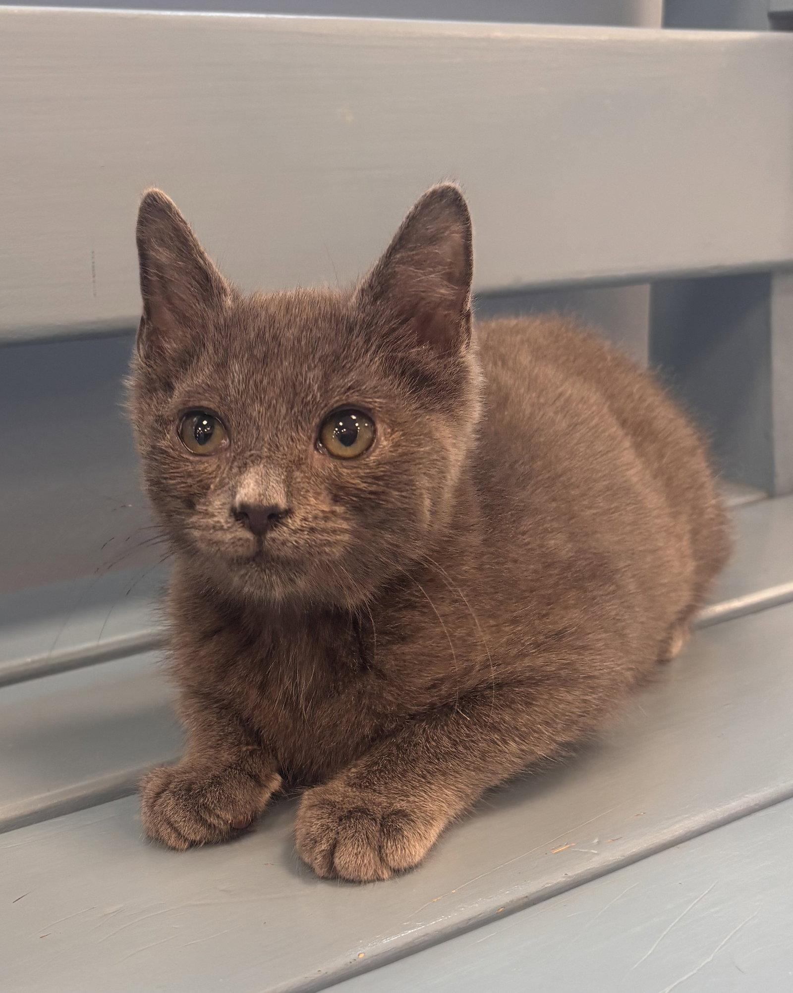 Enlarge Eustace, a Adopted mixed breed in Georgetown, KY image 2/3