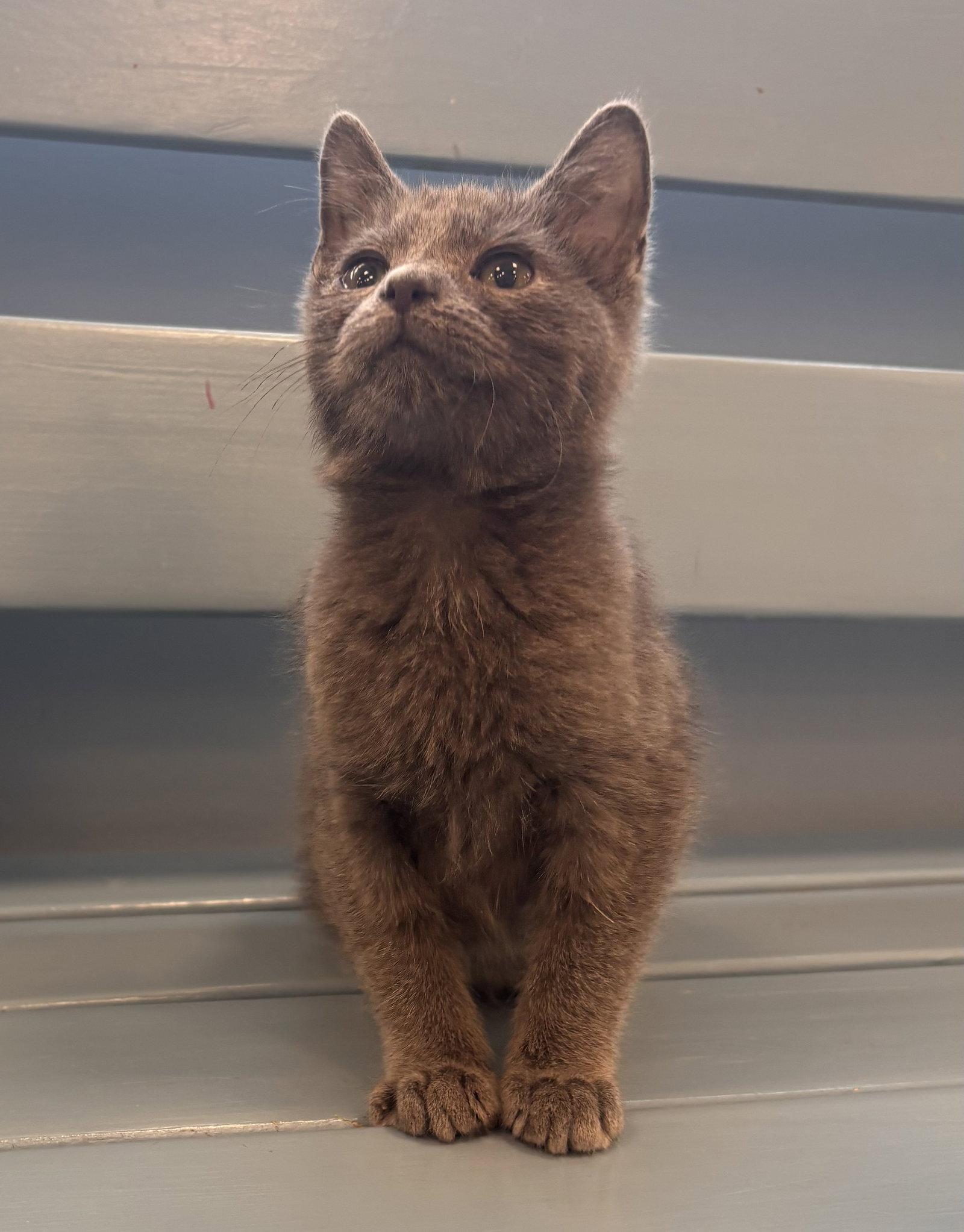 Enlarge Eustace, a Adopted mixed breed in Georgetown, KY image 3/3