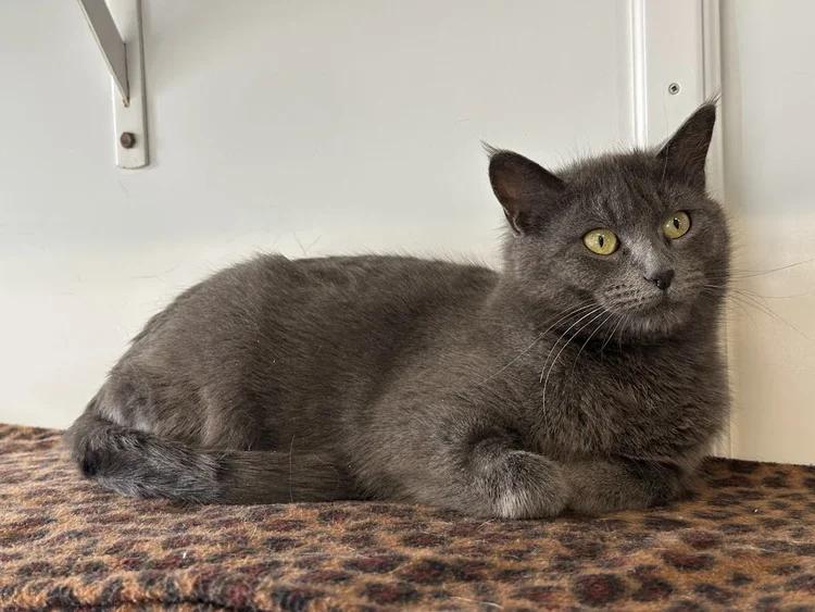 Enlarge El Gato, a ADOPTABLE Domestic Short Hair in Winona, MN image 2/6