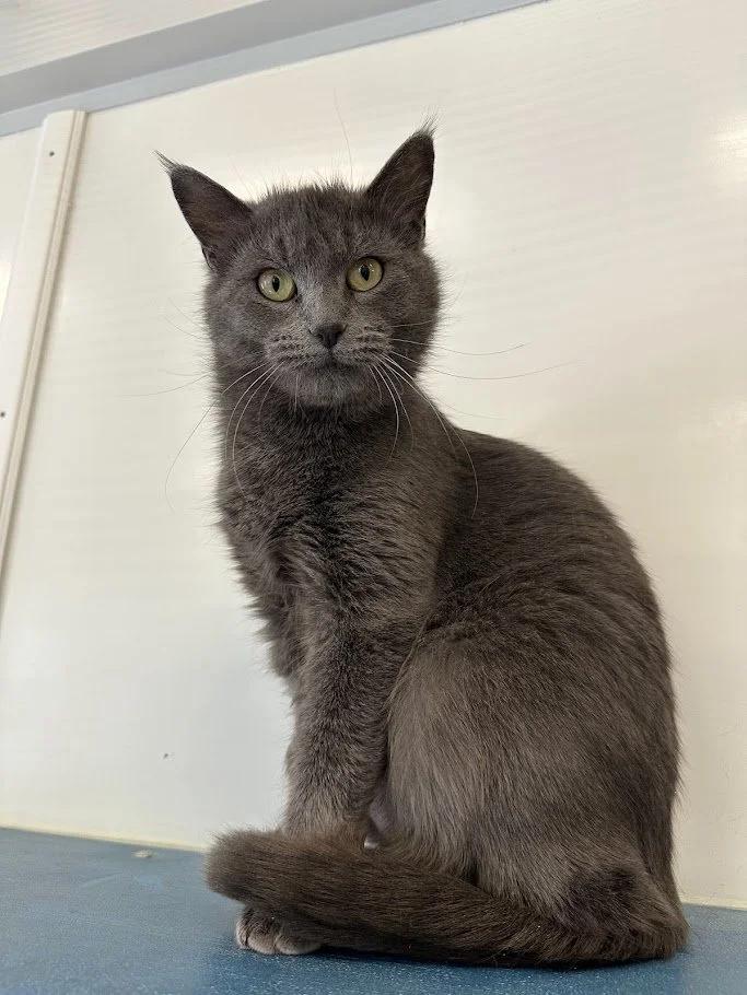 Enlarge El Gato, a ADOPTABLE Domestic Short Hair in Winona, MN image 6/6