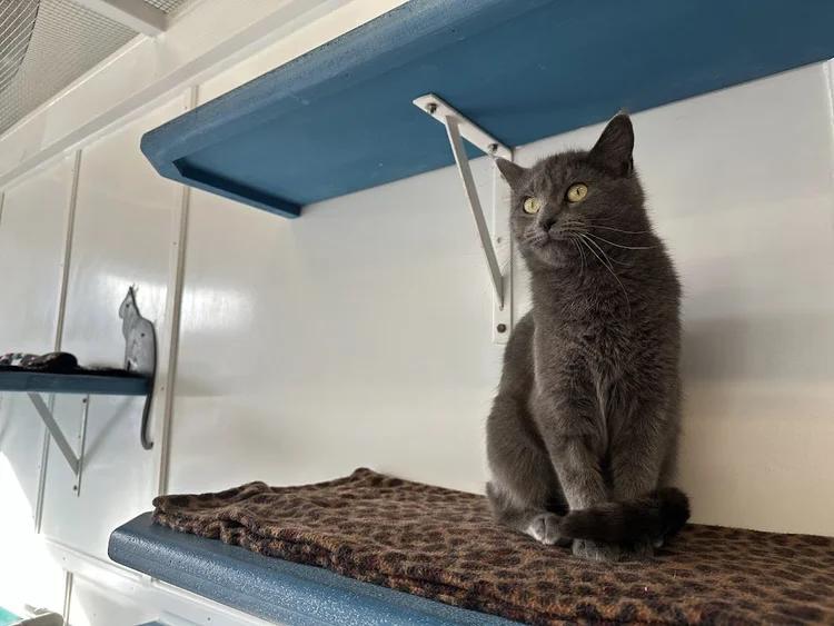 Enlarge El Gato, a ADOPTABLE Domestic Short Hair in Winona, MN image 5/6