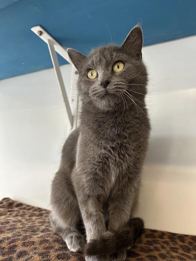 El Gato, ADOPTABLE, Adult Female Domestic Short Hair.