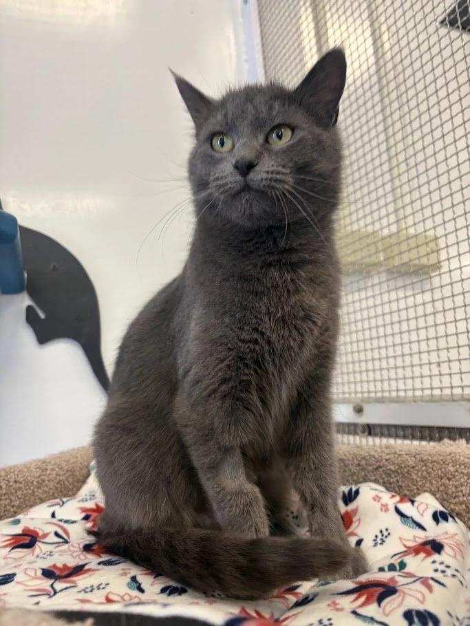 Enlarge El Gato, a ADOPTABLE Domestic Short Hair in Winona, MN image 4/6