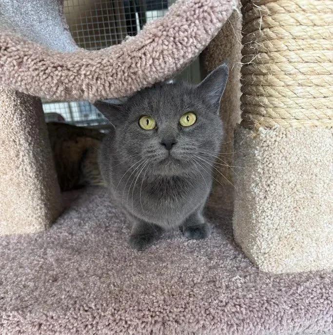 Enlarge El Gato, a ADOPTABLE Domestic Short Hair in Winona, MN image 3/6