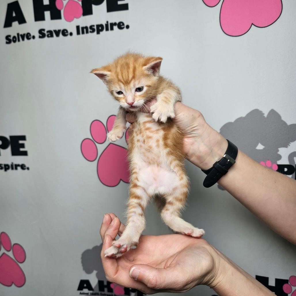 Biscuit, Adoptable, Kitten Male American Shorthair.