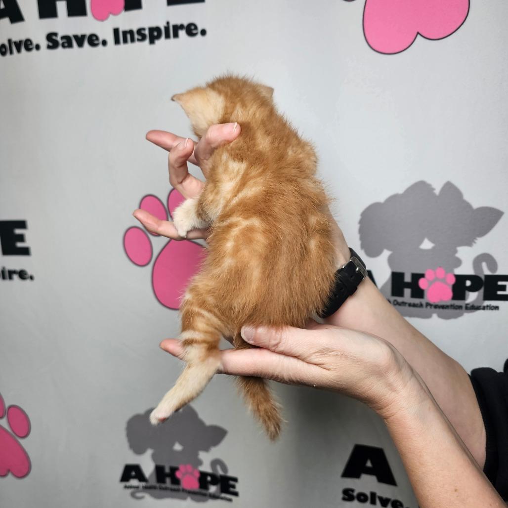 Enlarge Biscuit, a Adoptable mixed breed in Milton, FL image 2/2