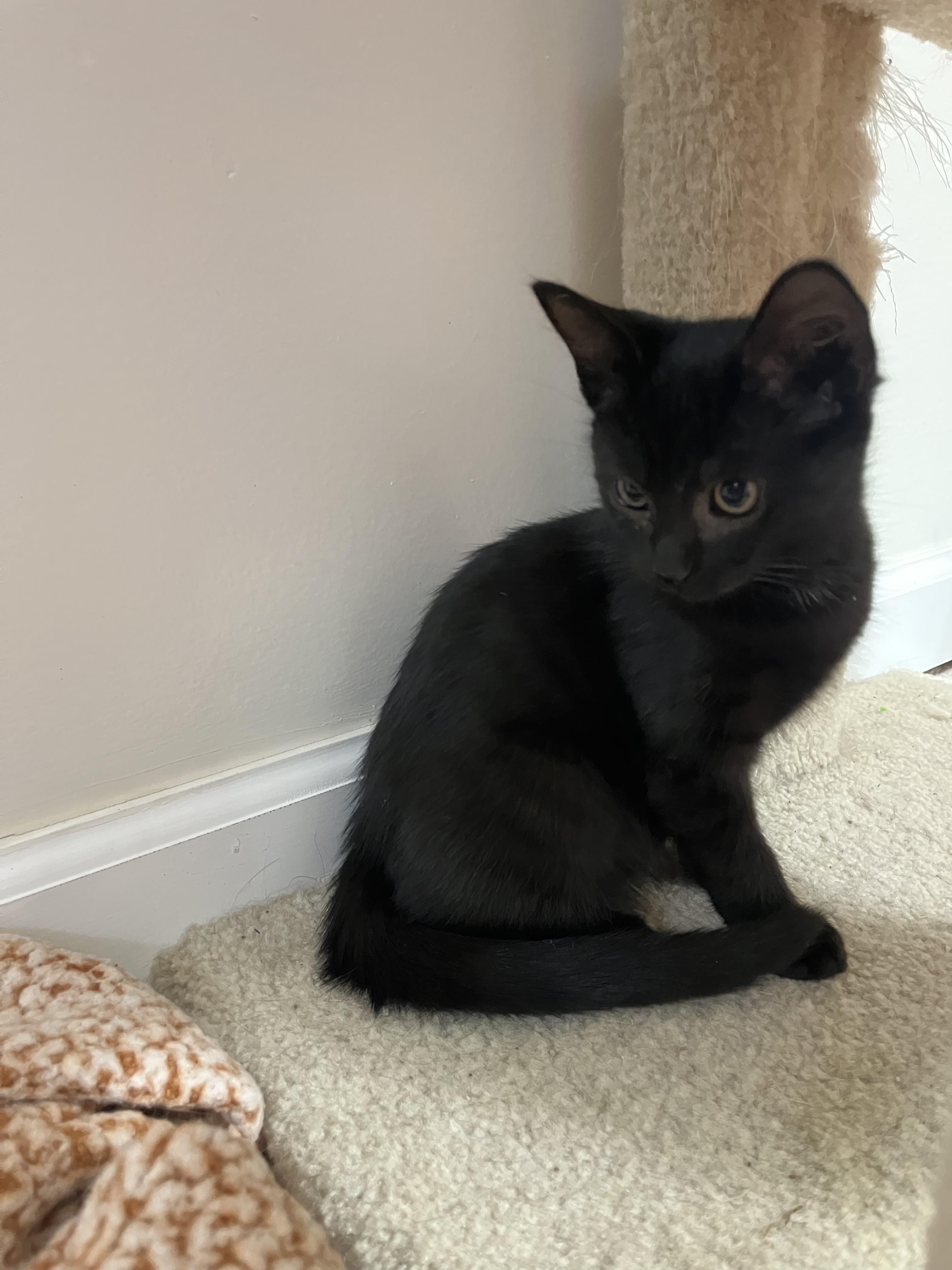 Enlarge Guanine, a Adoptable Domestic Short Hair in Haddon Heights, NJ image 3/3