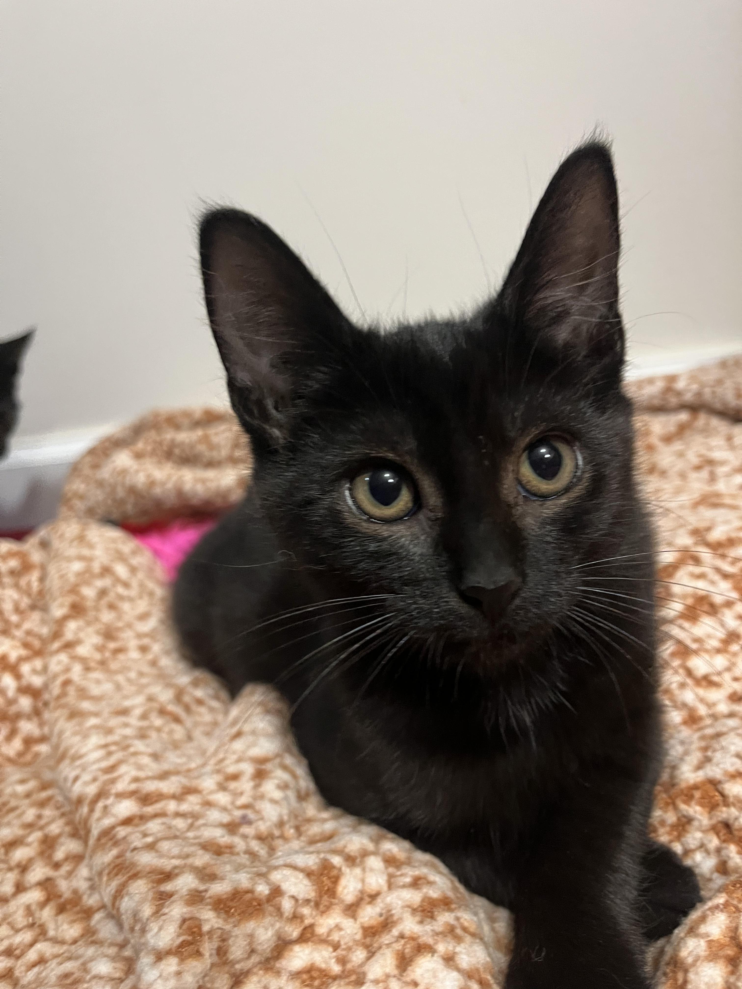 Enlarge Guanine, a Adoptable Domestic Short Hair in Haddon Heights, NJ image 1/3