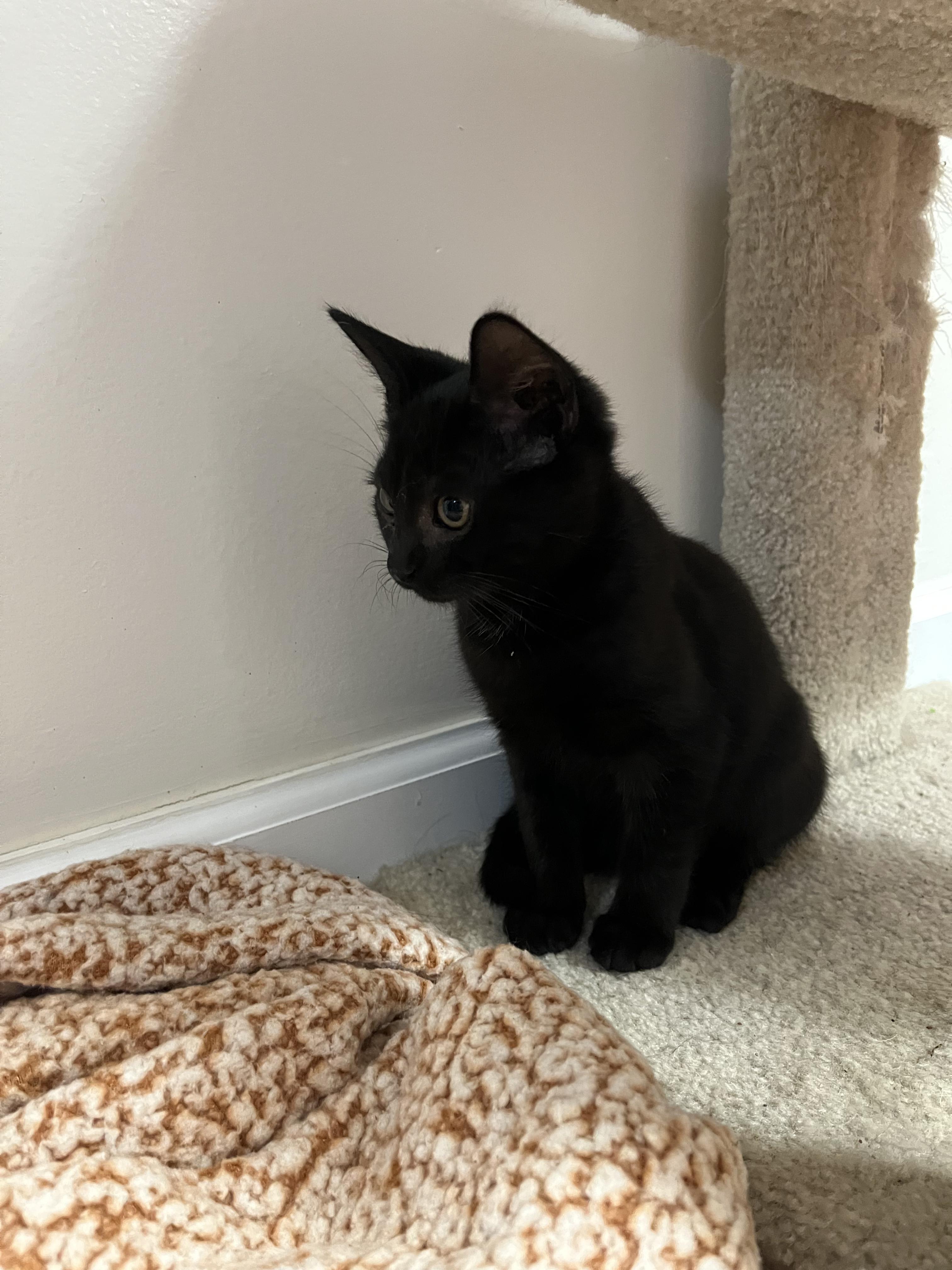 Enlarge Guanine, a Adoptable Domestic Short Hair in Haddon Heights, NJ image 2/3