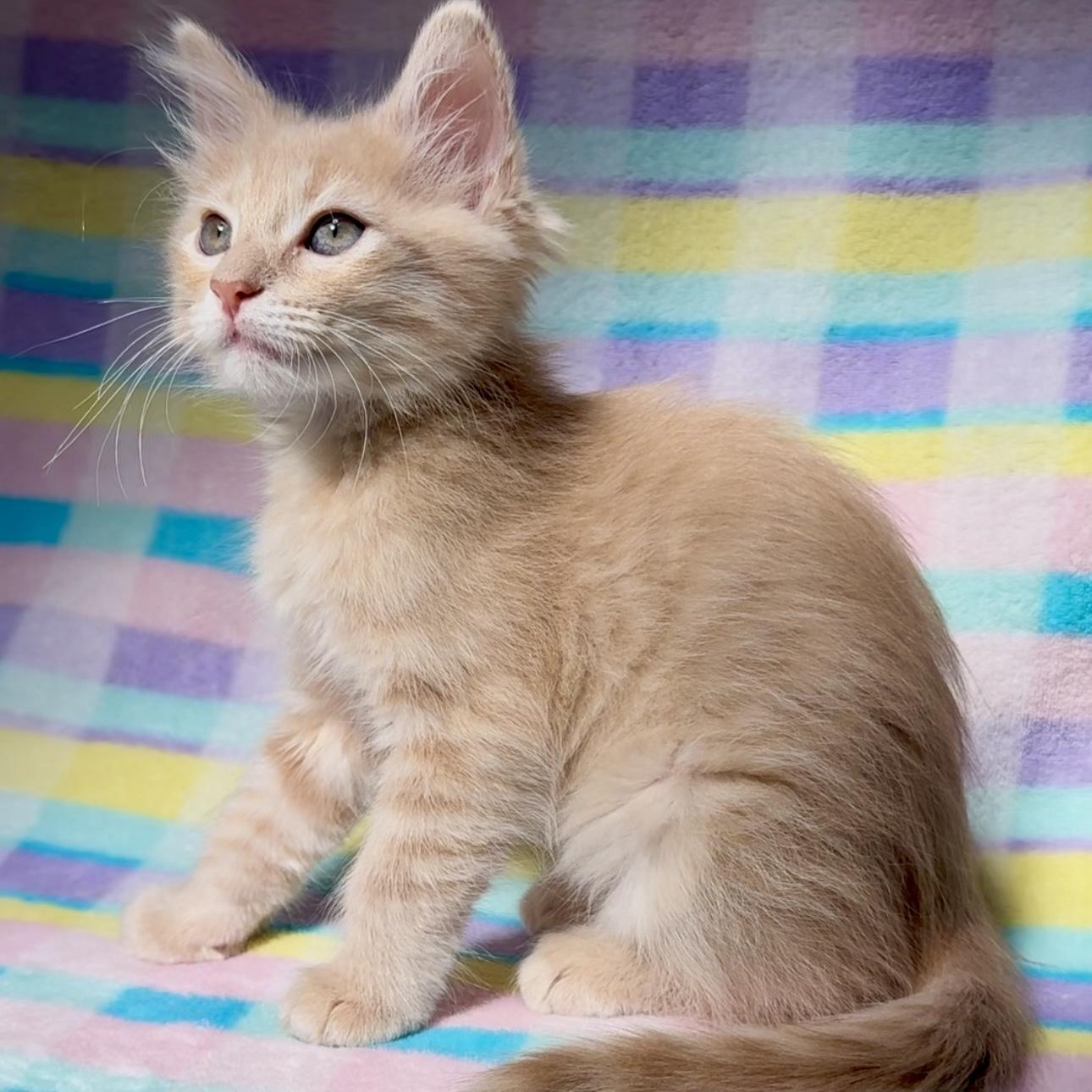 Cutie 1, Adopted, Kitten Female Domestic Medium Hair.