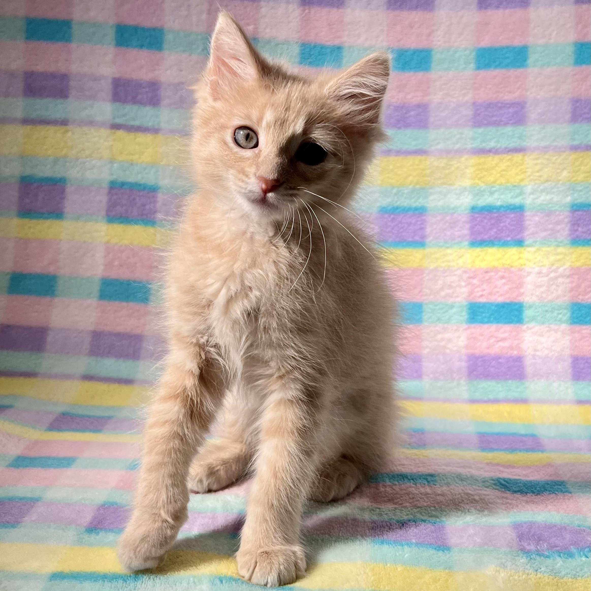 Enlarge Cutie 1, a Adopted Domestic Medium Hair in Glendora, CA image 2/3