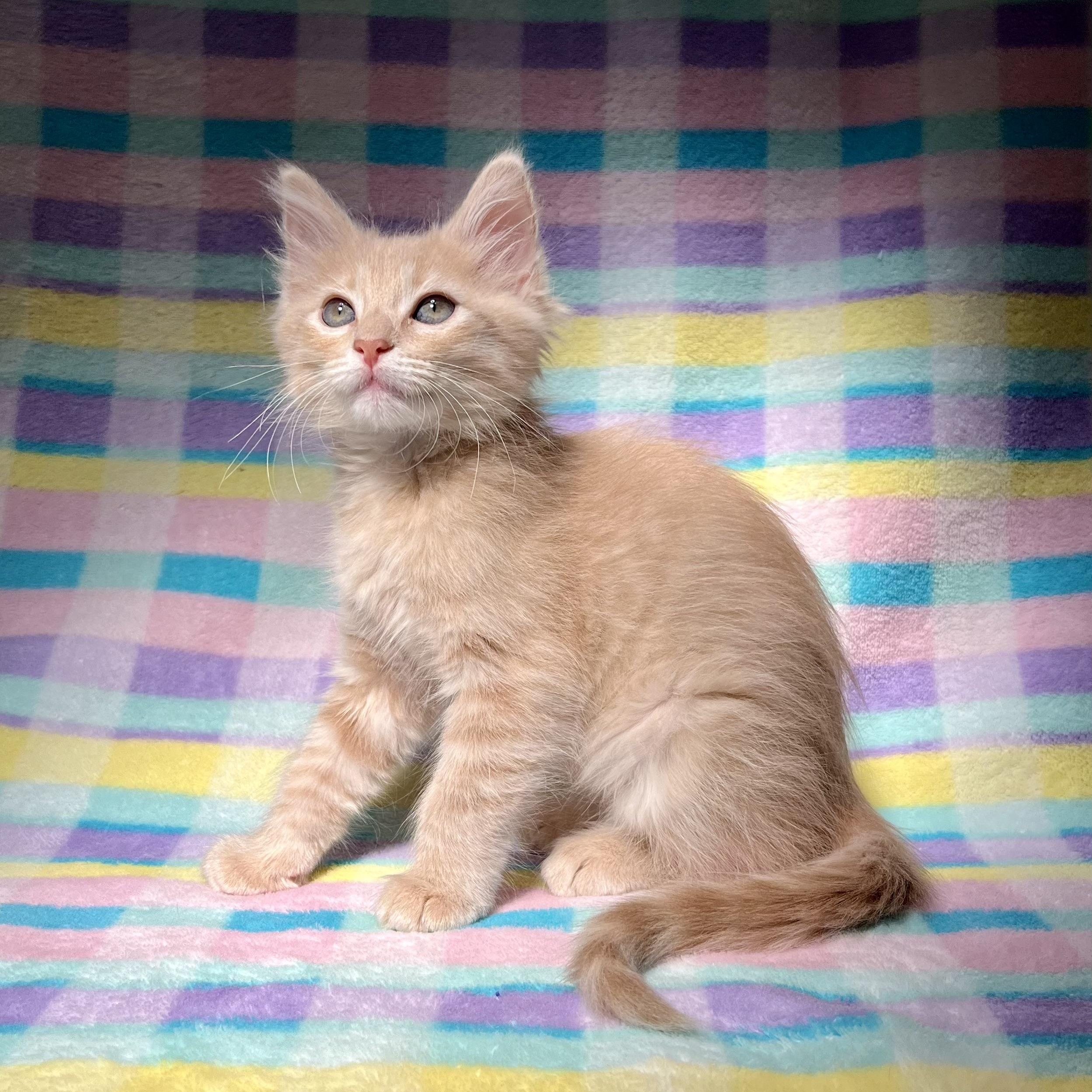 Enlarge Cutie 1, a Adopted Domestic Medium Hair in Glendora, CA image 3/3