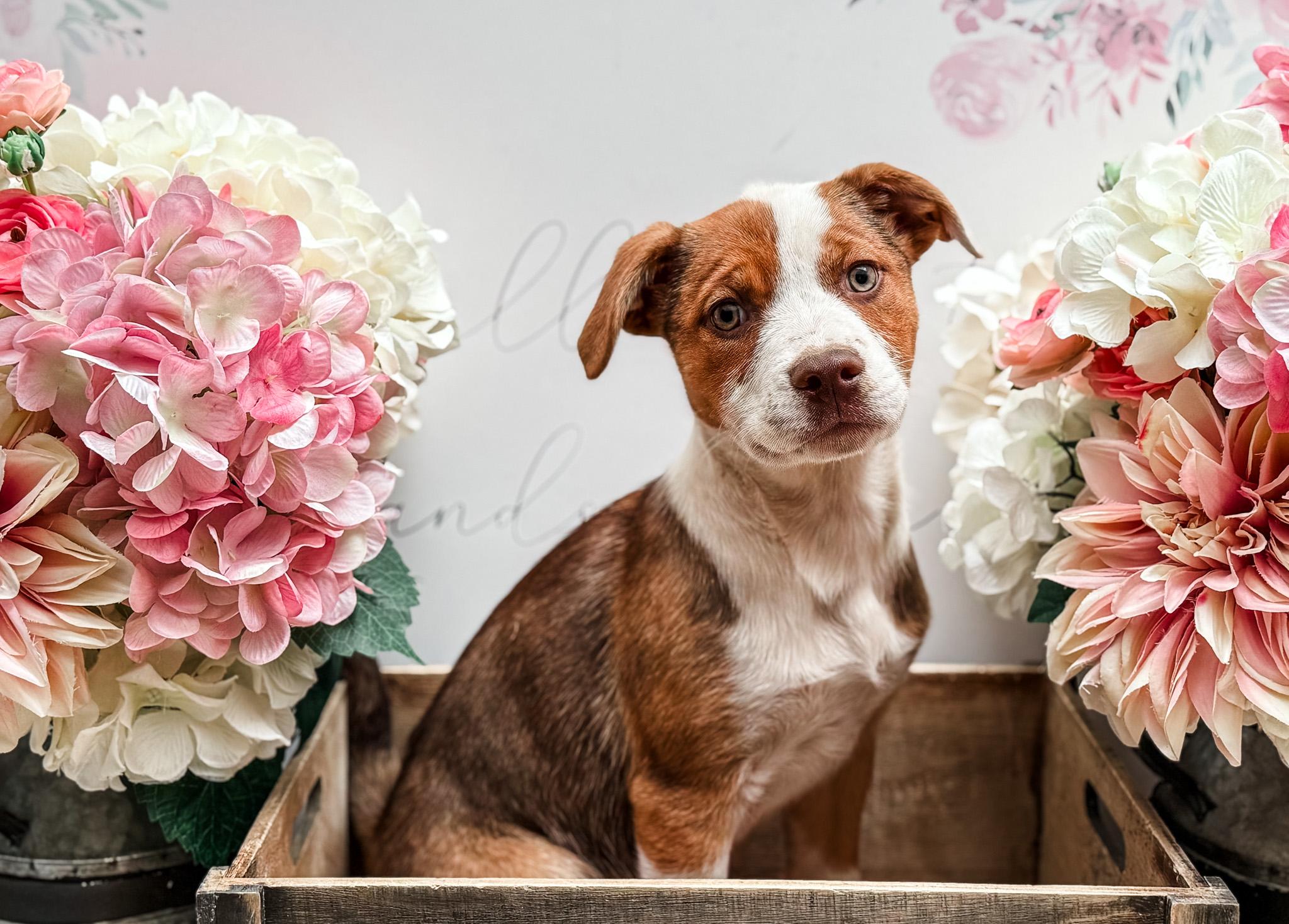 Tippy, Adoptable, Puppy Female Mixed Breed.