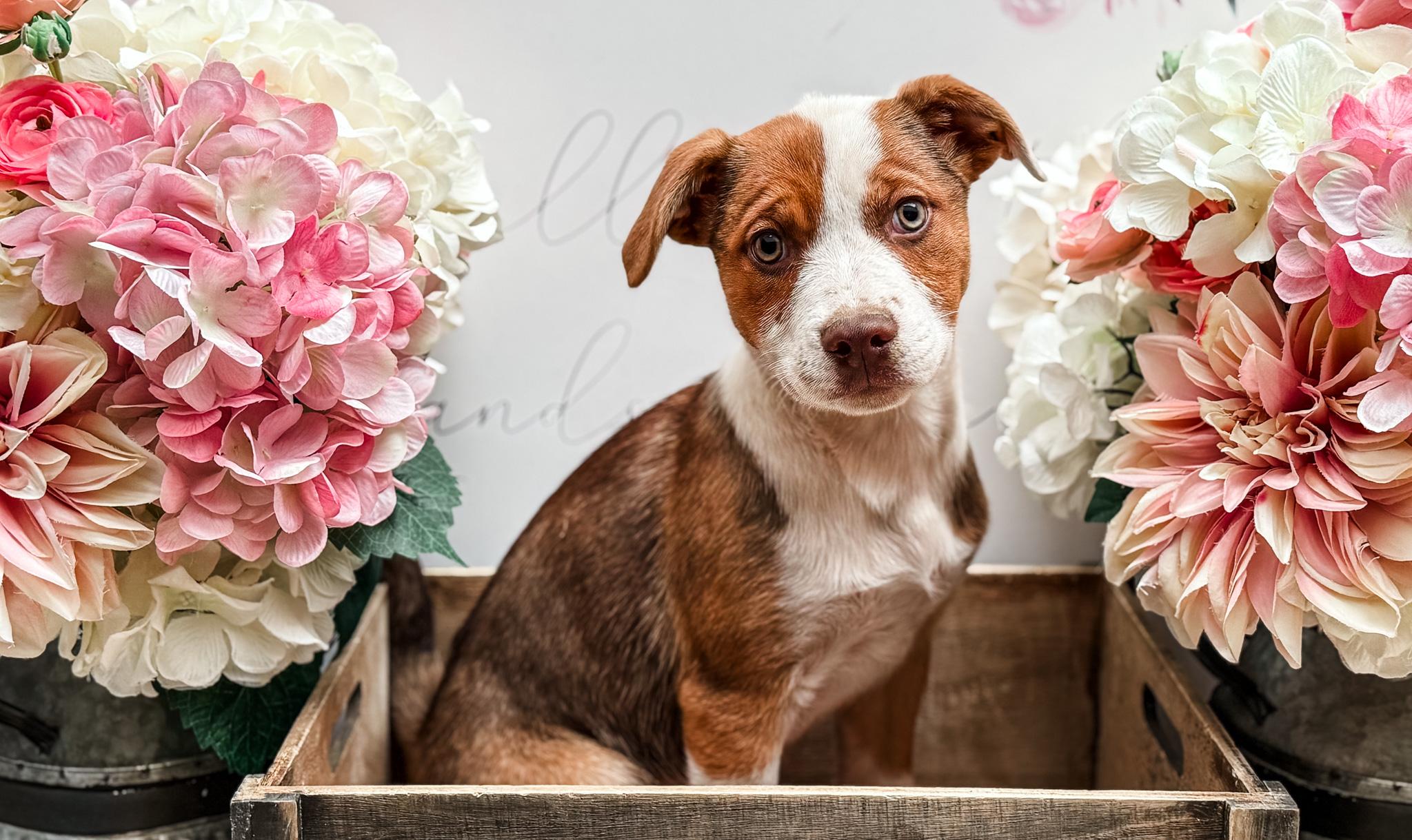 Tippy, a Adoptable mixed breed in Newberg, OR image 3/3