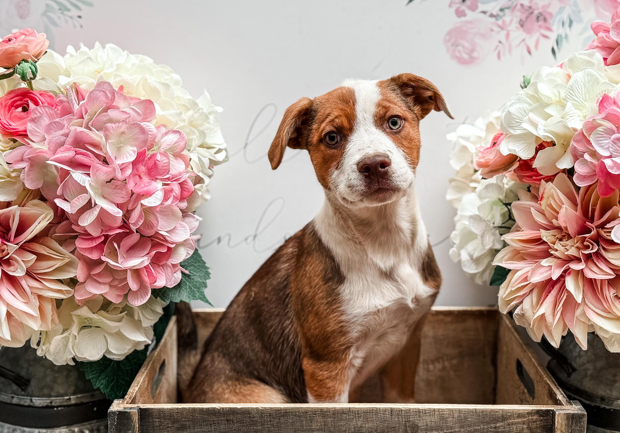 Tippy, a Adoptable mixed breed in Newberg, OR image 2/3