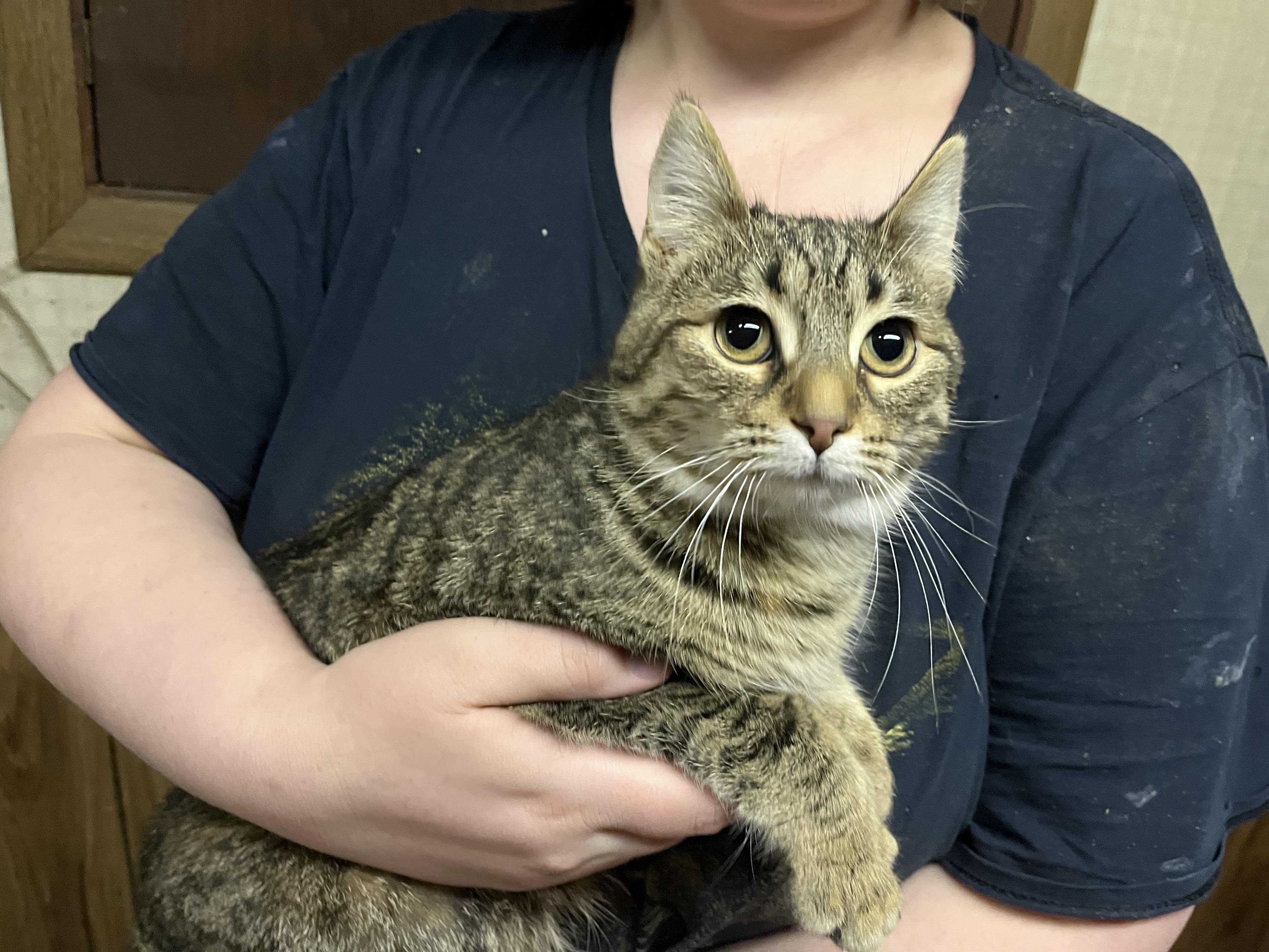 Muffin, a Adoptable mixed breed in Olean , NY image 1/3