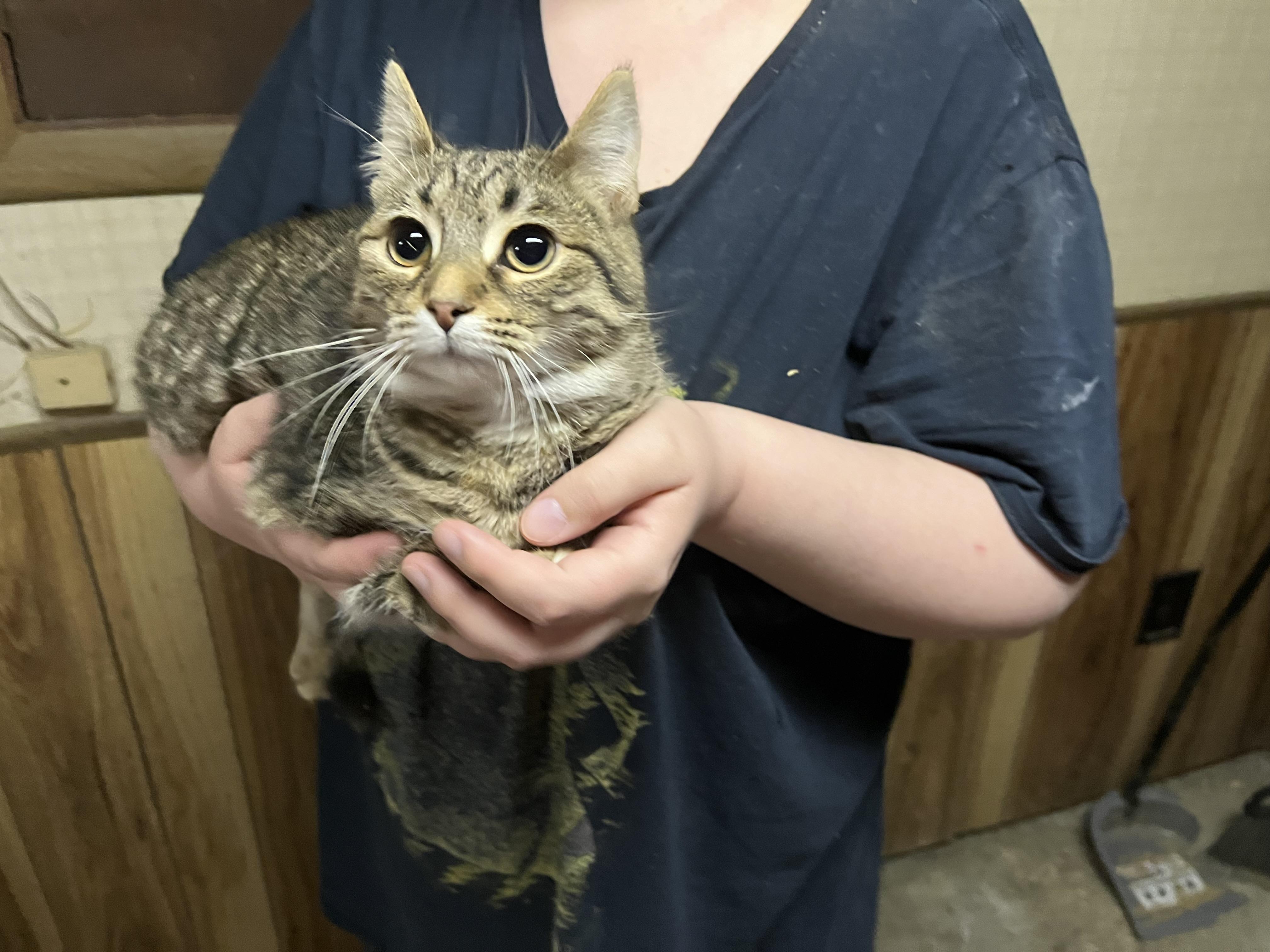 Muffin, a Adoptable mixed breed in Olean , NY image 2/3