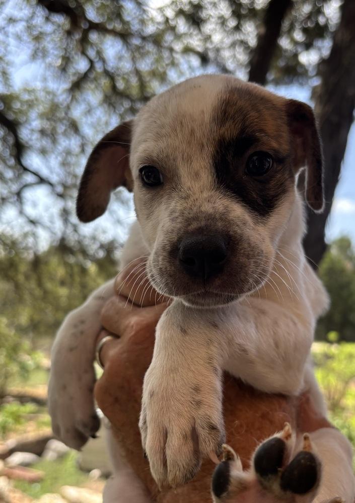 Aubrey, Adoptable, Puppy Female Australian Shepherd & Staffordshire Bull Terrier.