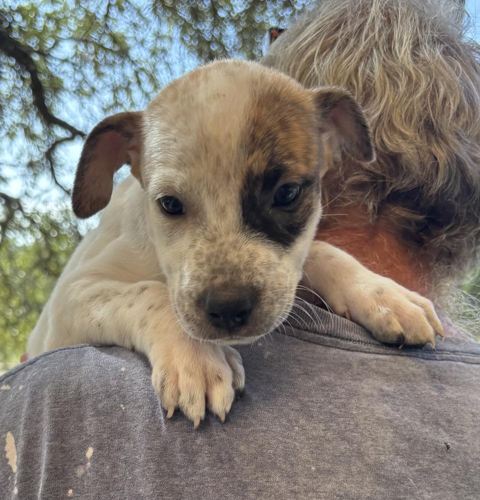 Enlarge Aubrey, a Adoptable mixed breed in New Braunfels, TX image 2/2