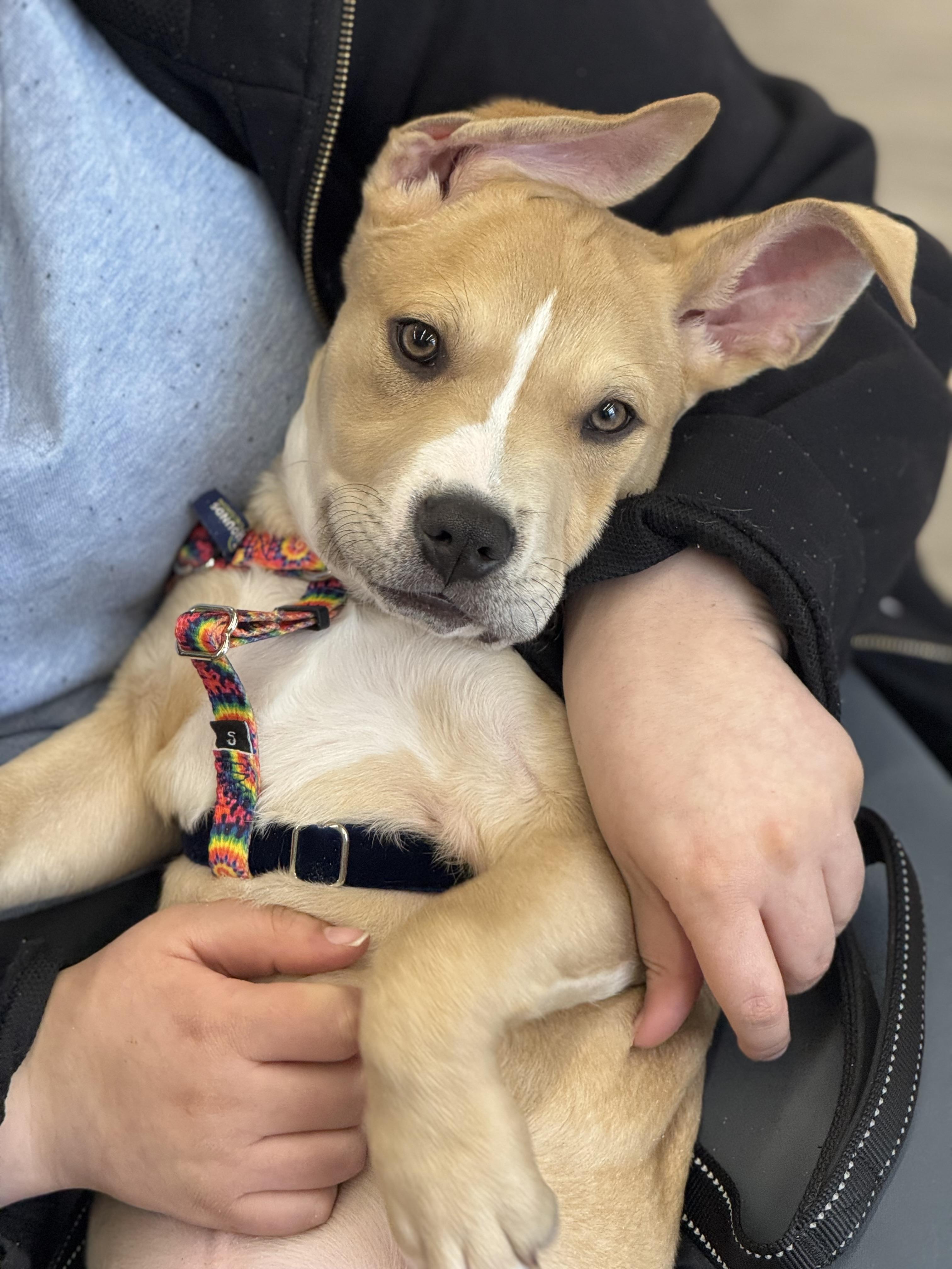 Enlarge Rico, a Adoptable mixed breed in Troy, MI image 1/6