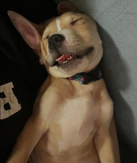 Enlarge Rico, a Adoptable mixed breed in Troy, MI image 1/6