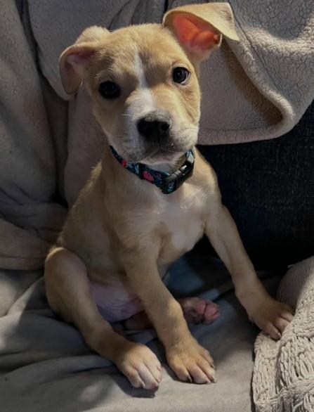 Enlarge Rico, a Adoptable mixed breed in Troy, MI image 3/6