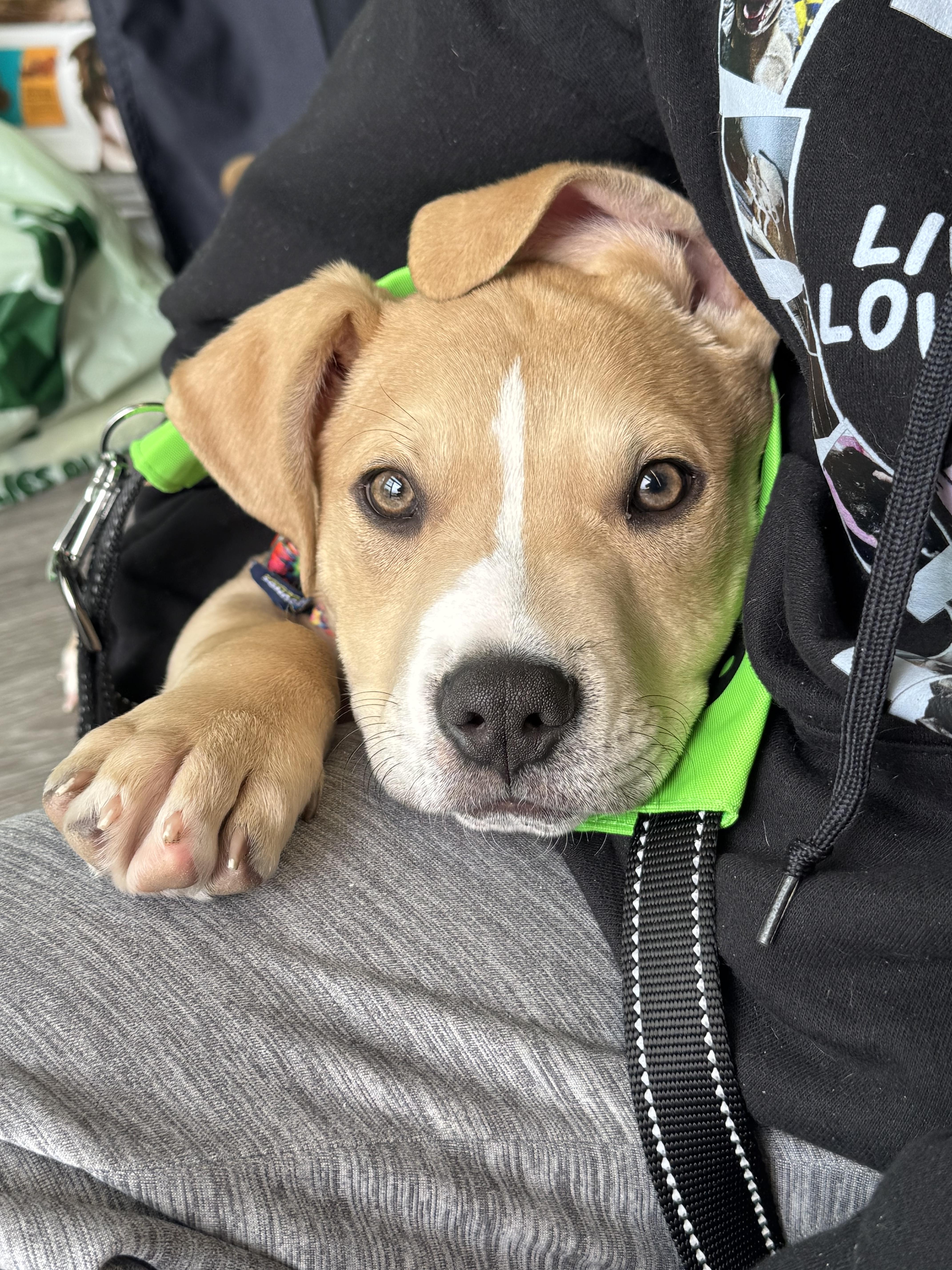 Enlarge Rico, a Adoptable mixed breed in Troy, MI image 4/6